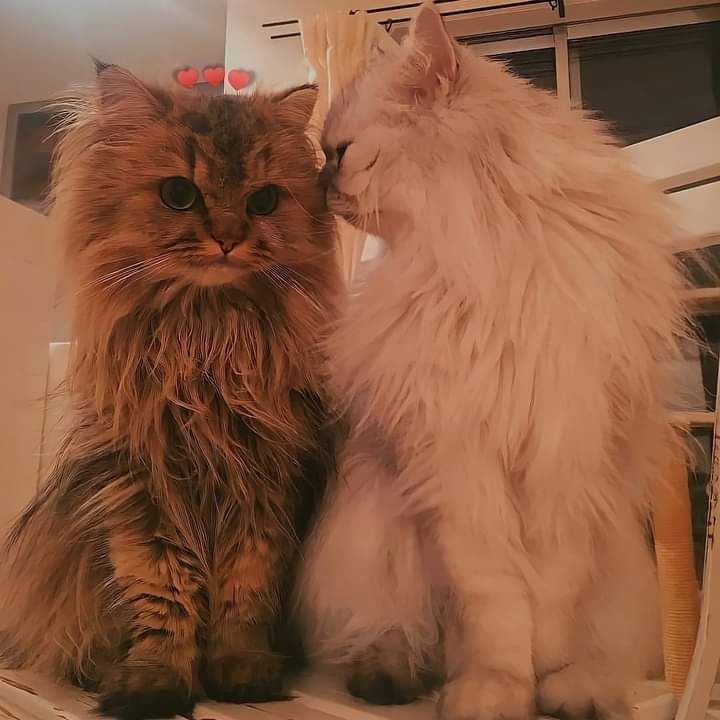 cats